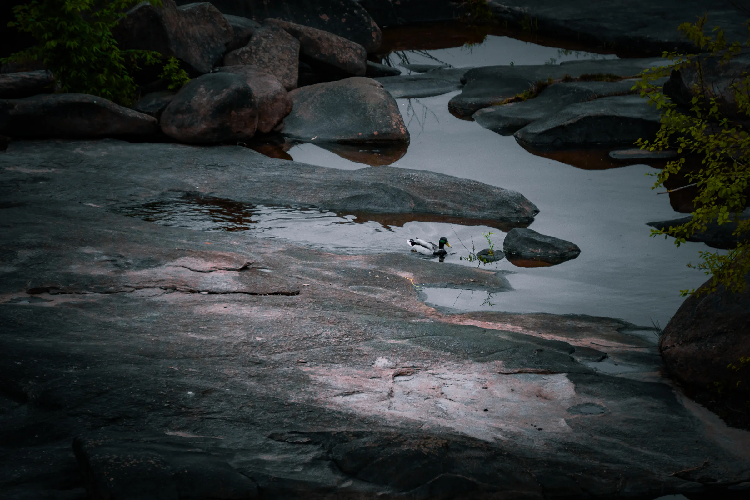 Mallards on the James River Rocks