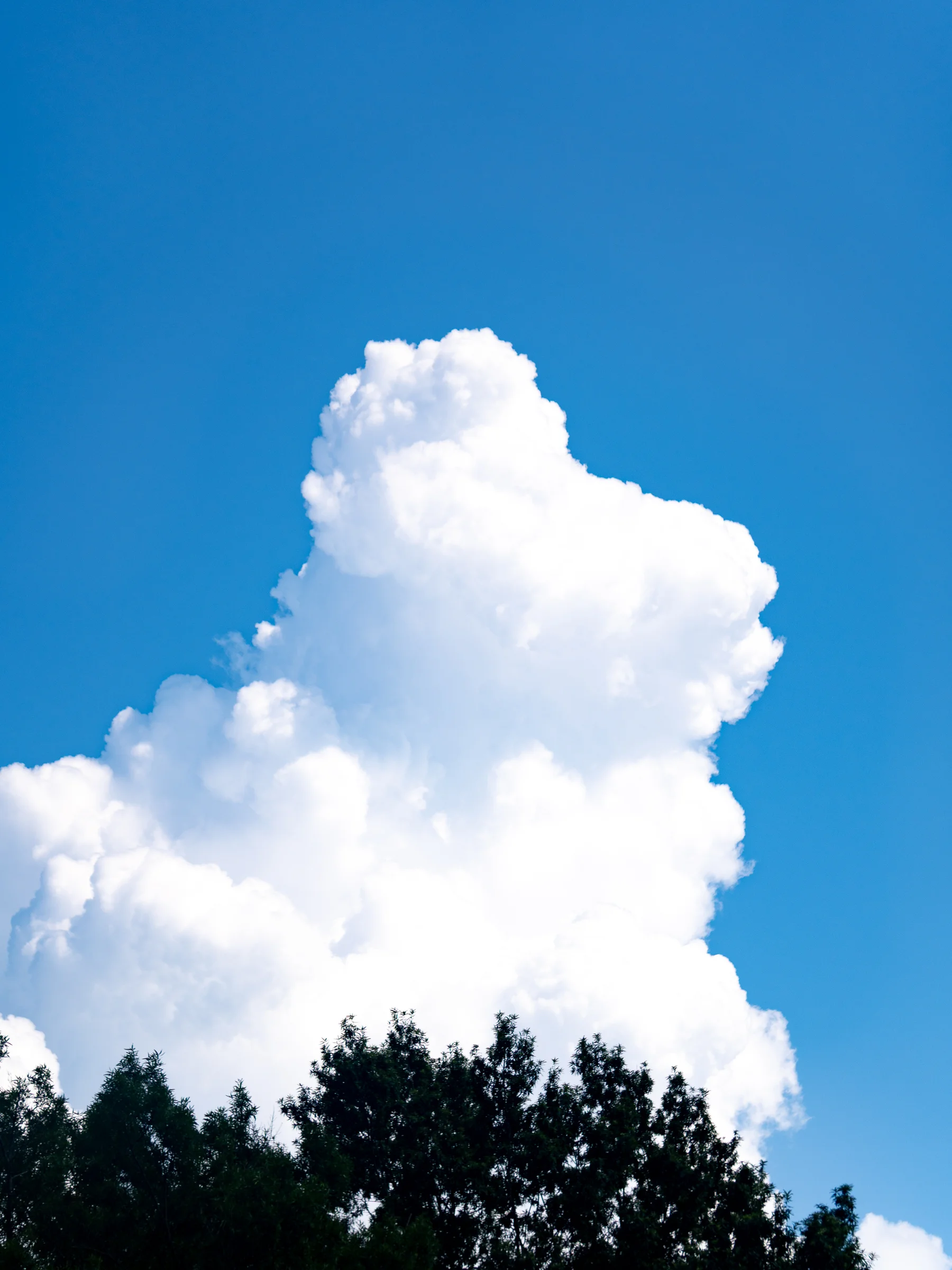 Cumulus and Tree Canopy