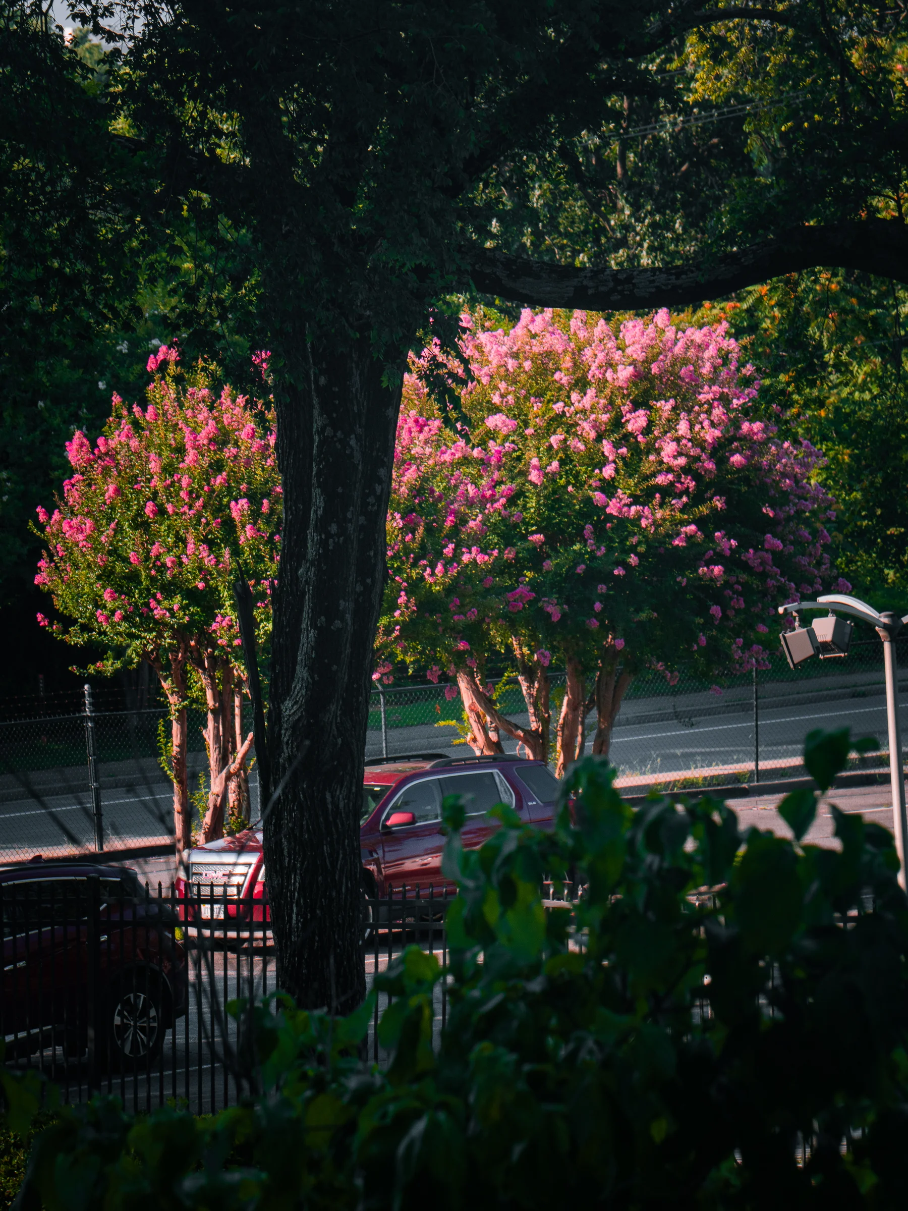 Crape Myrtles in Full Bloom