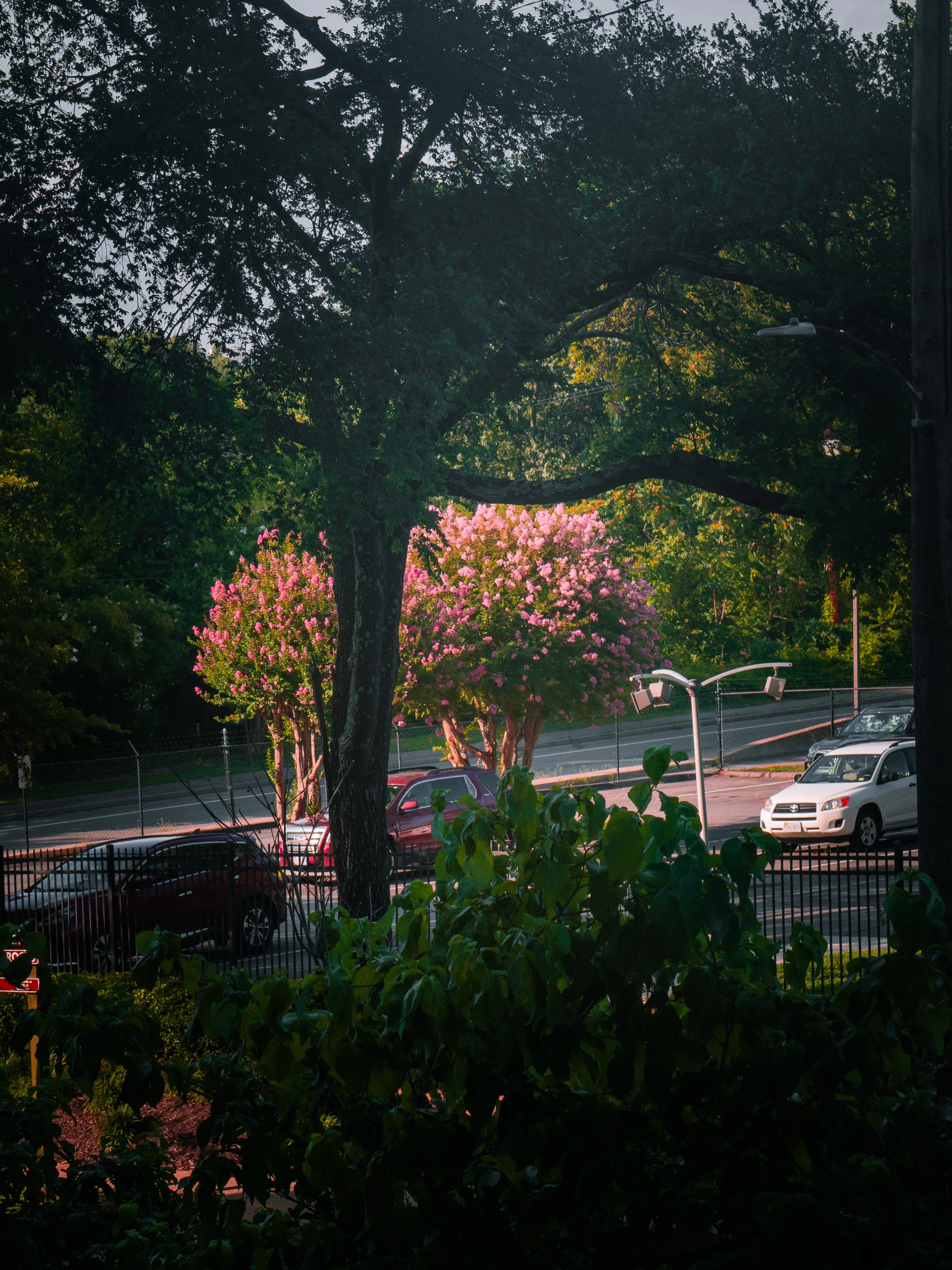 Crape Myrtles at Evening