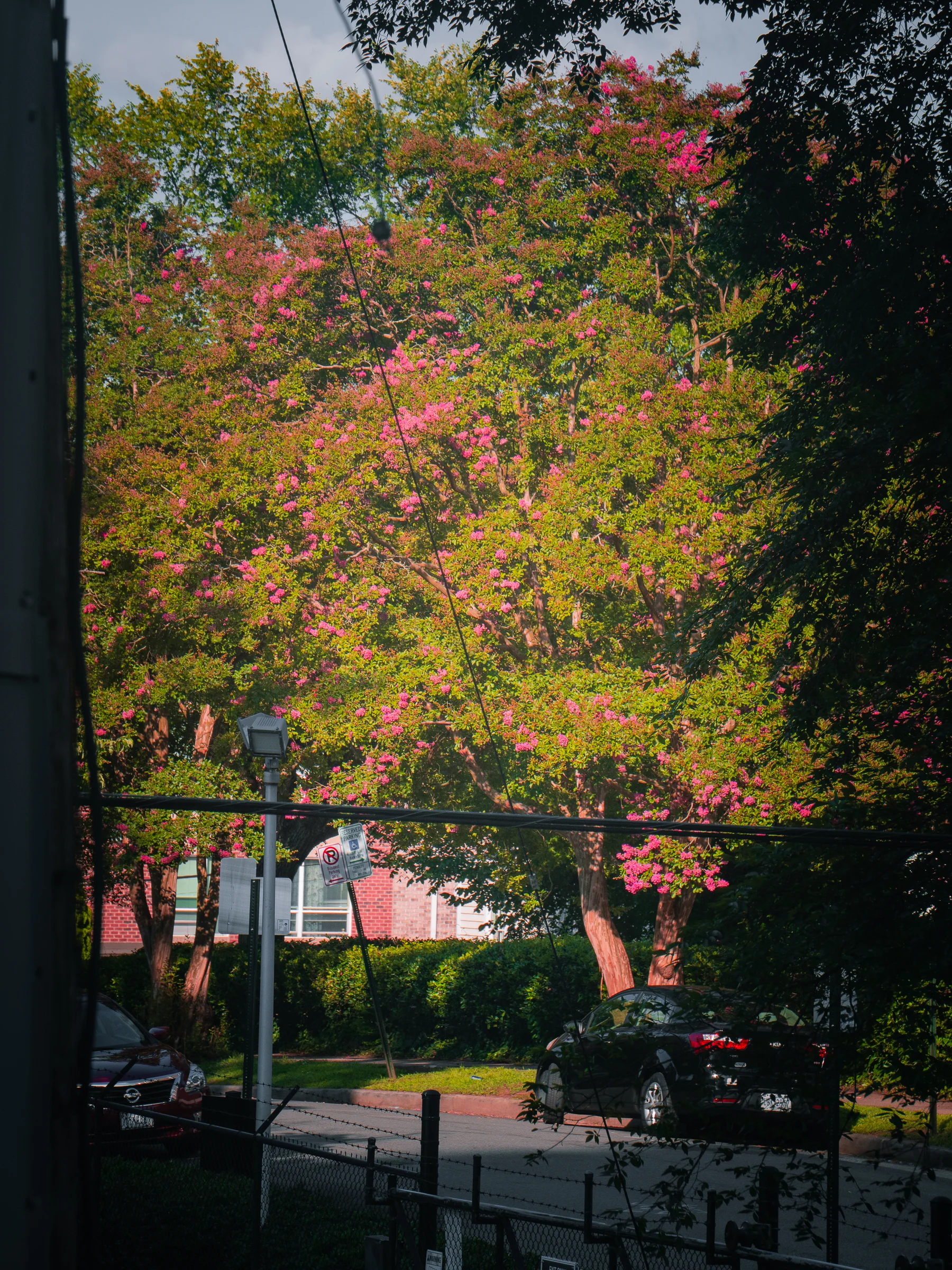 Crape Myrtle Canopy Over the Street